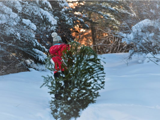 A person in a red snow jacket carries a freshly cut Christmas tree through the snow