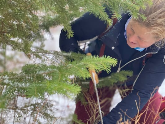 A person in a red snow jacket carries a freshly cut Christmas tree through the snow